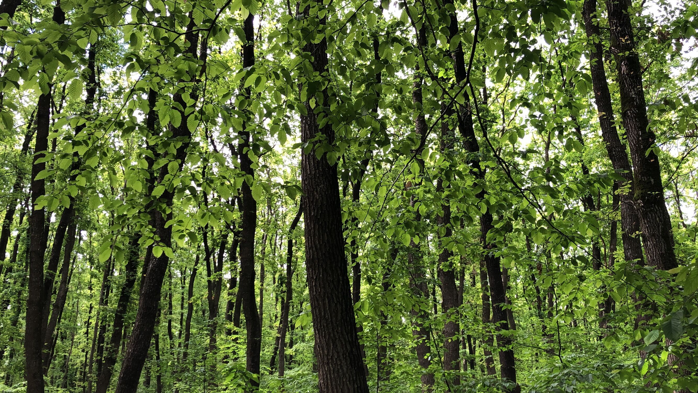 Vedere aeriană a pădurii Făget