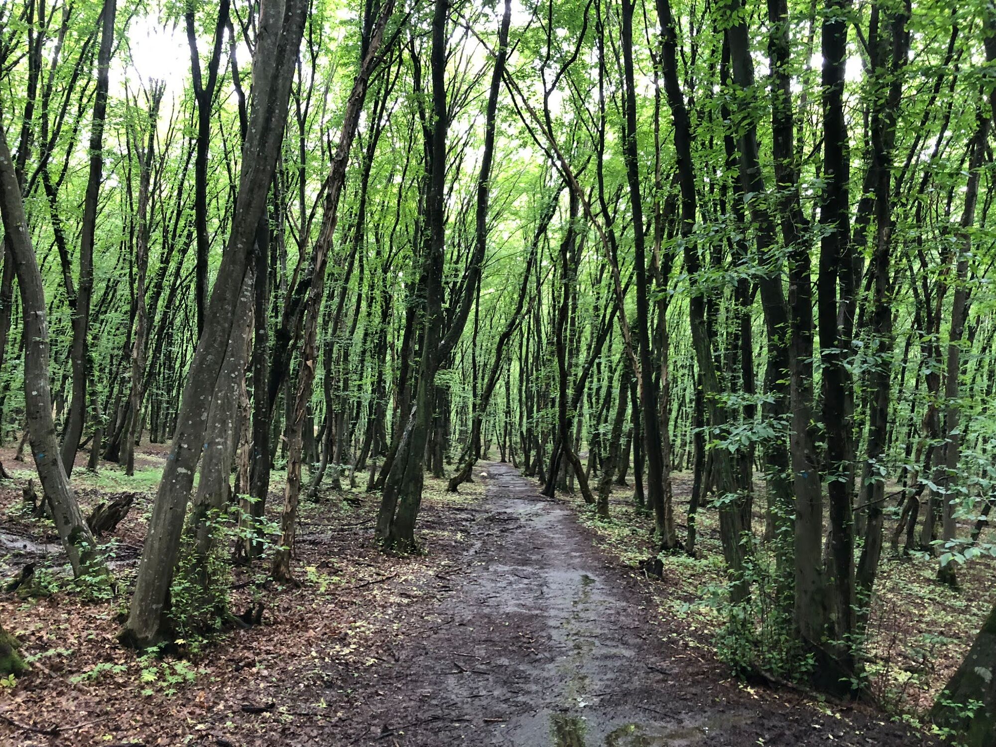 Pădurea Făget în lumina dimineții