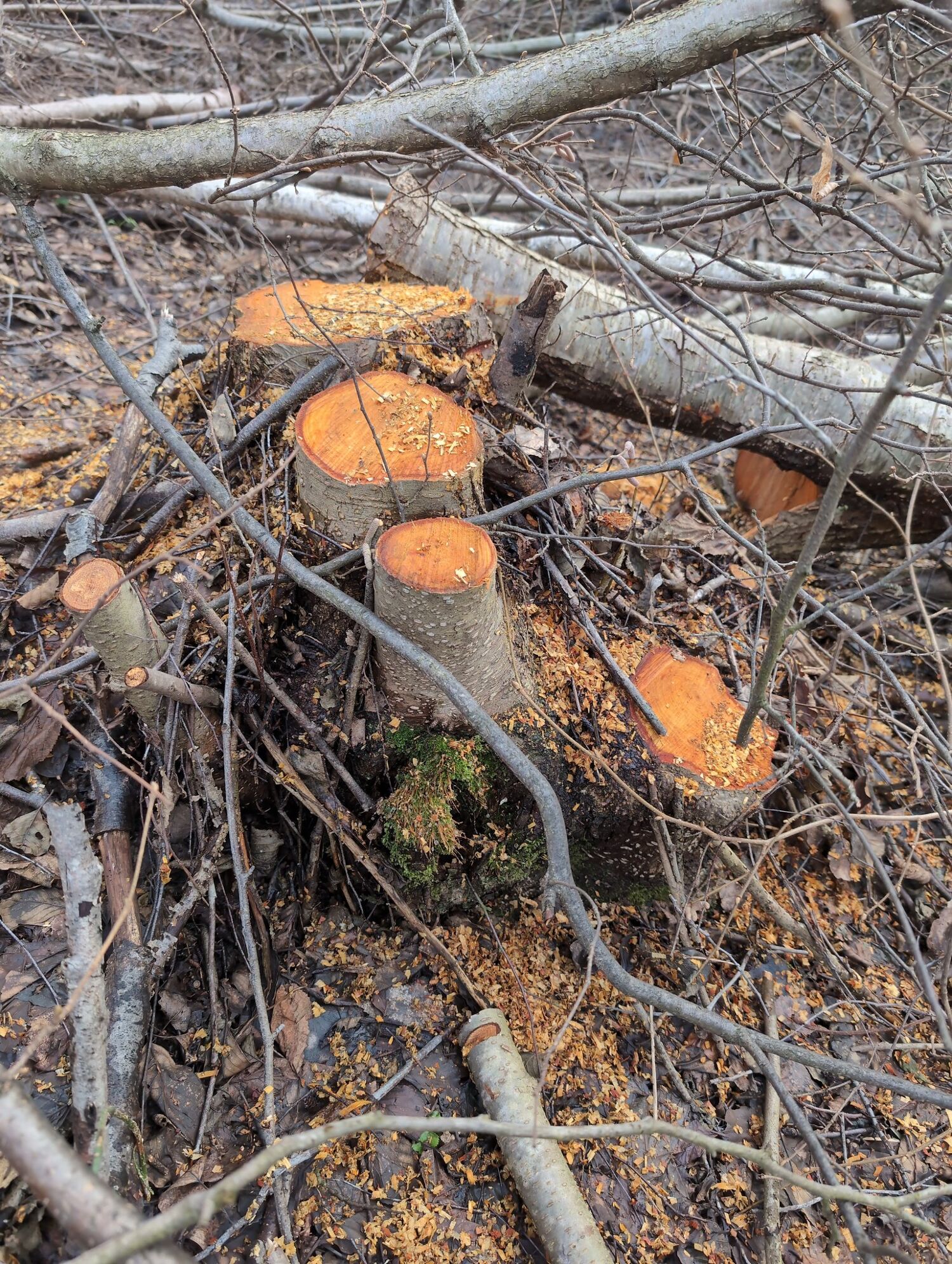 Voluntari în acțiune
