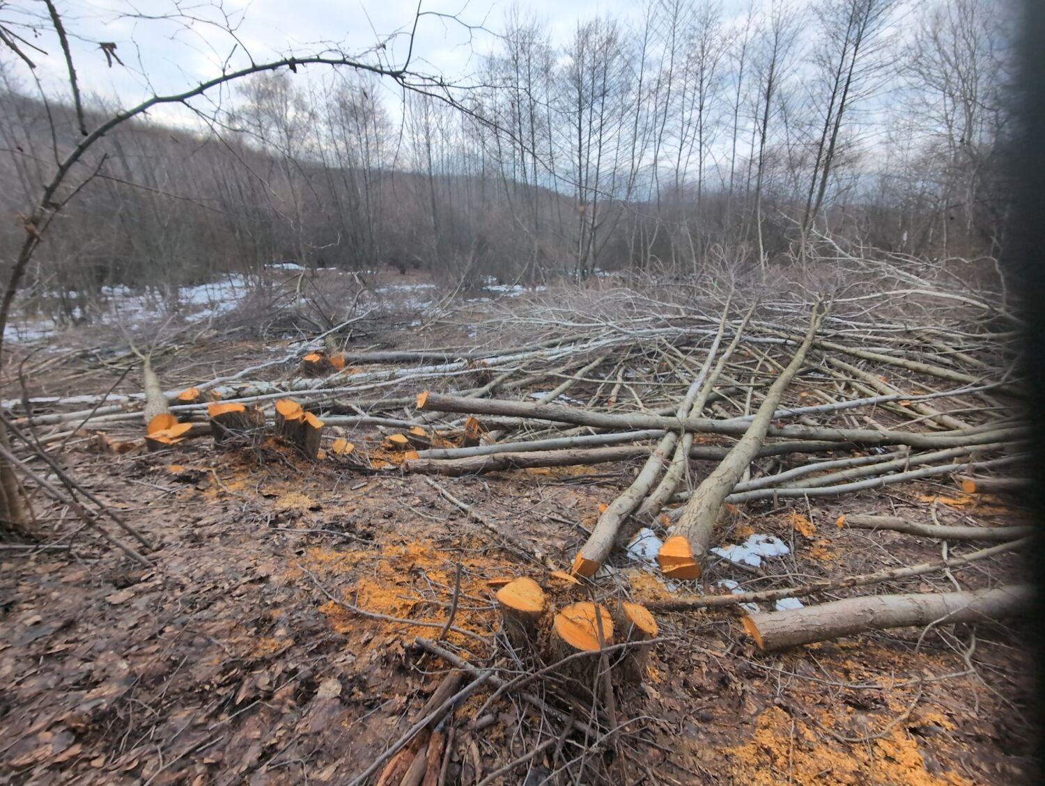 Monitorizarea speciilor